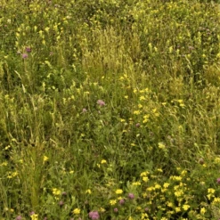 MRS Seeds & Mixtures G5 - Bloemrijk Bermenmengsel Inheems