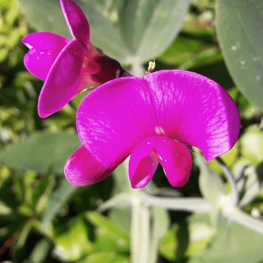 MRS Seeds & Mixtures Biologisch Lieveheersbeestjes Bloemenmengsel - Afbeelding 4