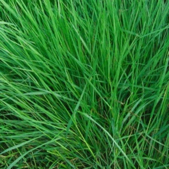 MRS Seeds & Mixtures OrgaMix Bodemverbeteraar